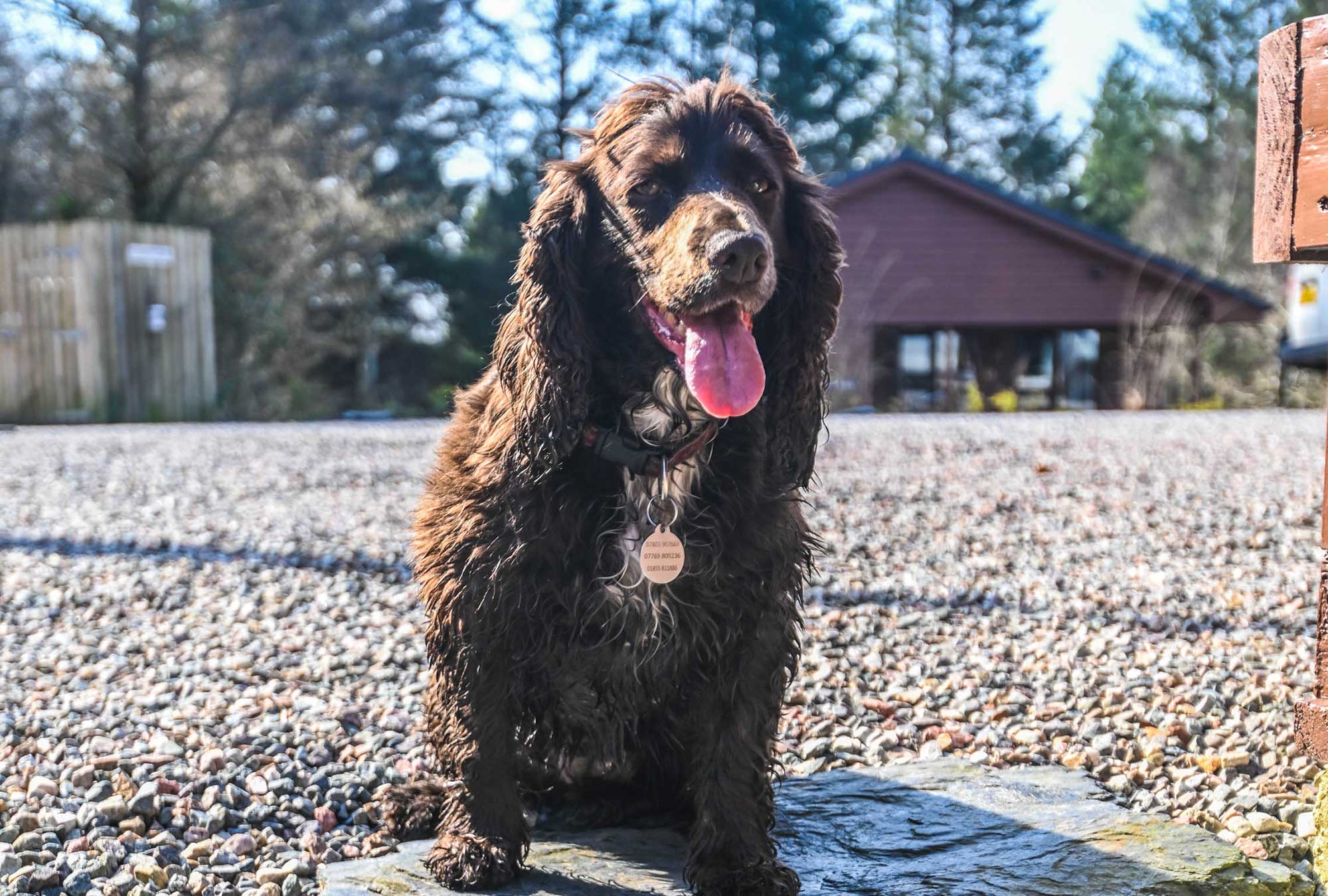 Dogs are welcome in all of our Lodges at Birchbrae.